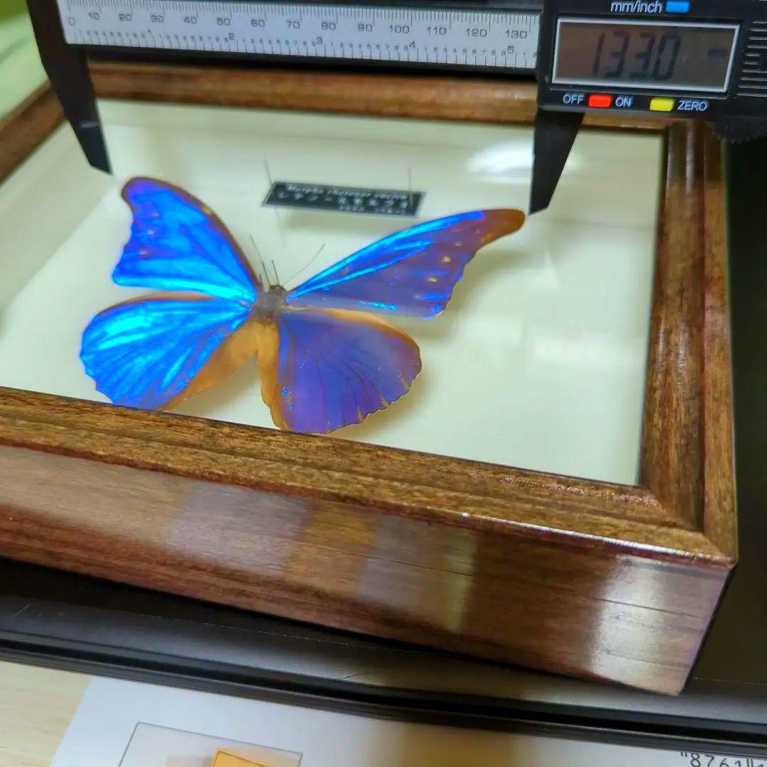 レテノールモルフォ　美麗　青い宝石　蝶　レテノールカキカモルフォ　標本　 美品