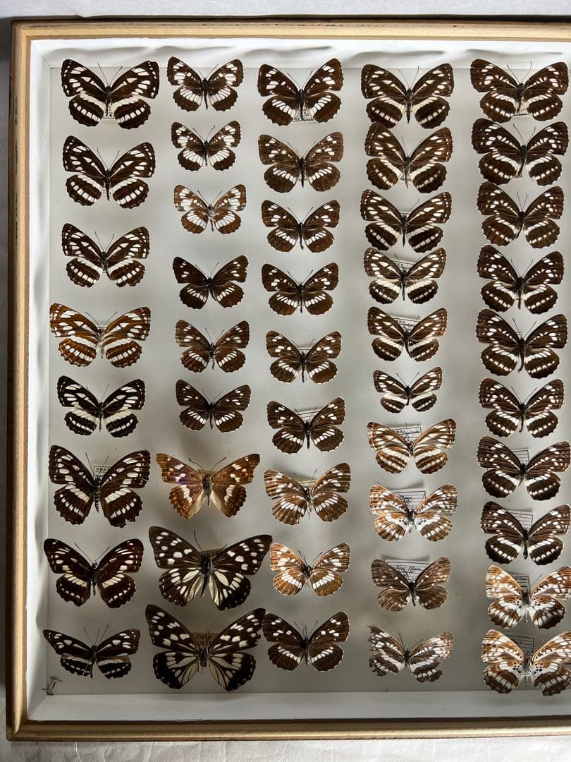 コミスジ蝶採取82/84/88年標本ガラス木箱現状品のみ50x41x6cm