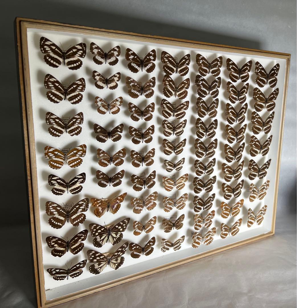 コミスジ蝶採取82/84/88年標本ガラス木箱現状品のみ50x41x6cm