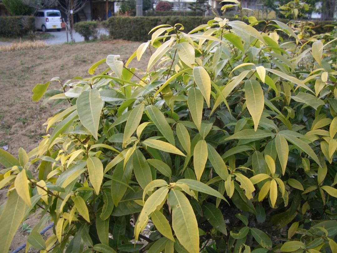 カシオ EXILIM EX-Z4 オールドコンデジ デジカメ バッテリー新品