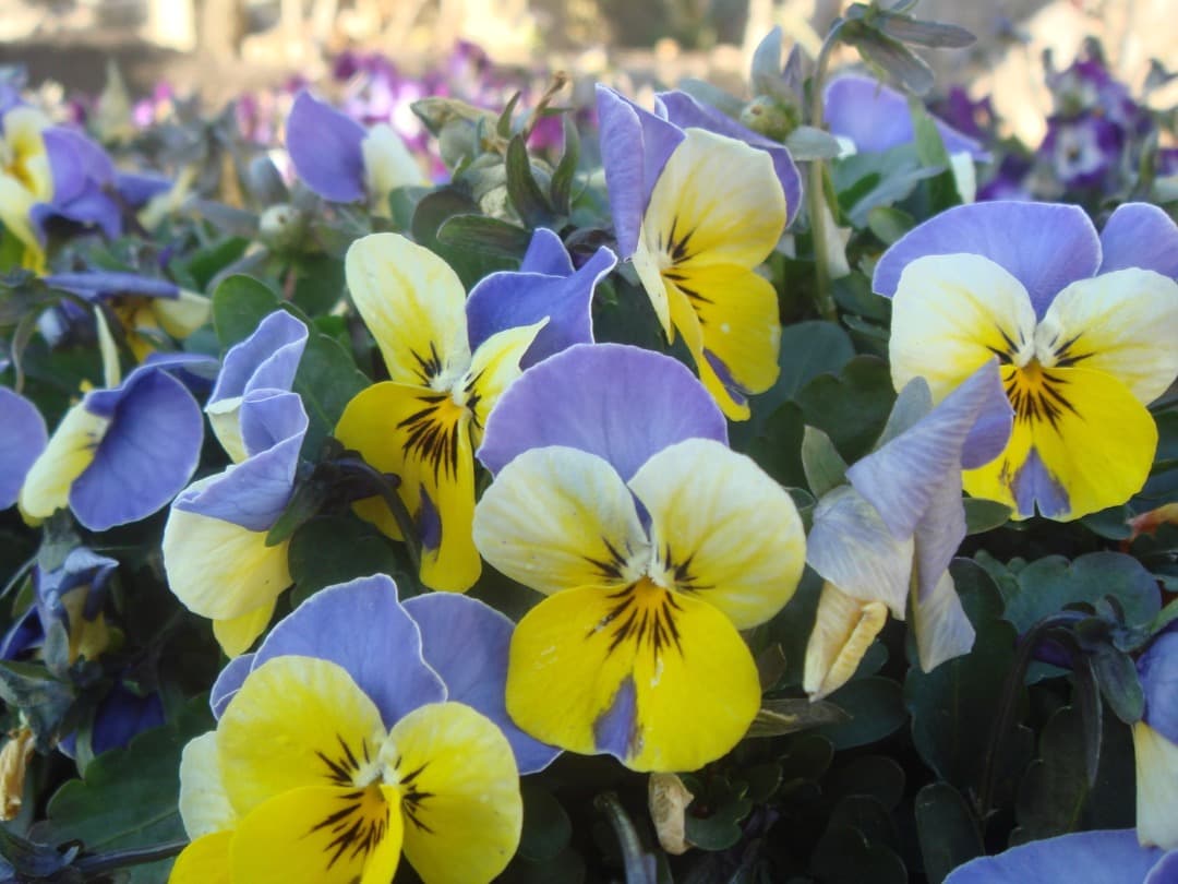 実写美⭕️良品【動作確認済】SONY Cyber-shot DSC-T10