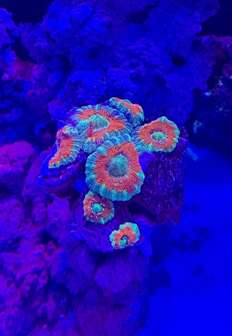 【yasu】カクオオトゲキクメイシ、オオバナサンゴ