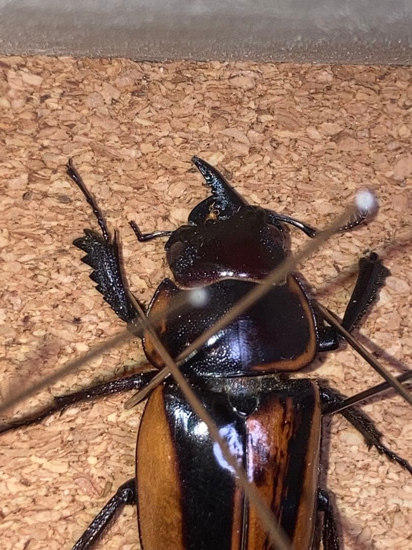 雌雄モザイク クワガタ など