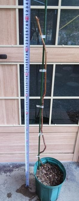 【hasemania様】ラズベリー苗 Tulameen（トゥラミーン）　大株