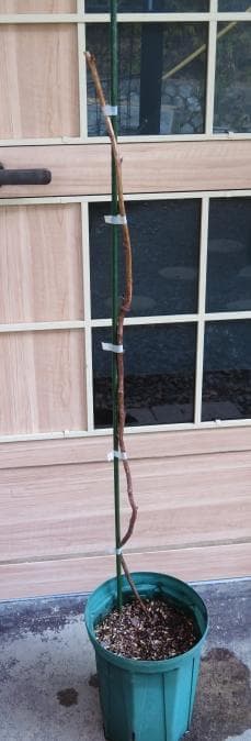 【hasemania様】ラズベリー苗 Tulameen（トゥラミーン）　大株