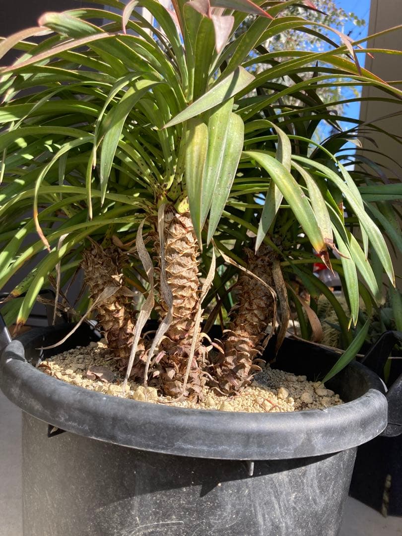 Y*S様 希少　ユッカ　ディスメティアーナ　12号鉢デスメティアーナ　三分等　ス