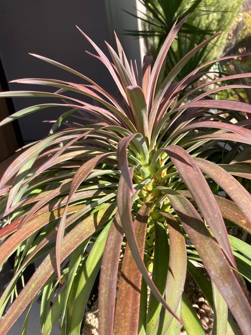 Y*S様 希少　ユッカ　ディスメティアーナ　12号鉢デスメティアーナ　三分等　ス