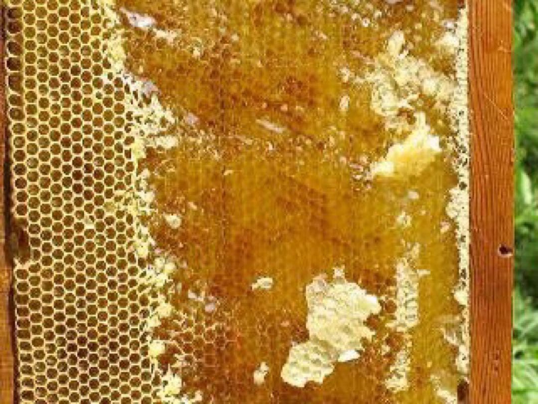 令和7年産　国産百花蜜はちみつ　２.4k ２本　愛媛産