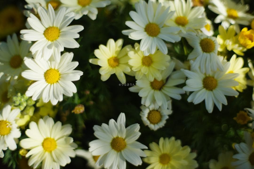 幻のZK！Classicプラナー最終モデルPlanar 50mm F1.4 ZK