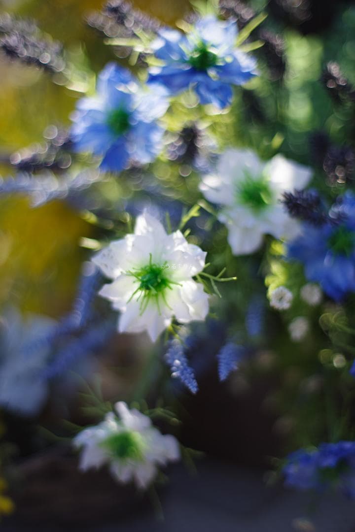 幻のZK！Classicプラナー最終モデルPlanar 50mm F1.4 ZK