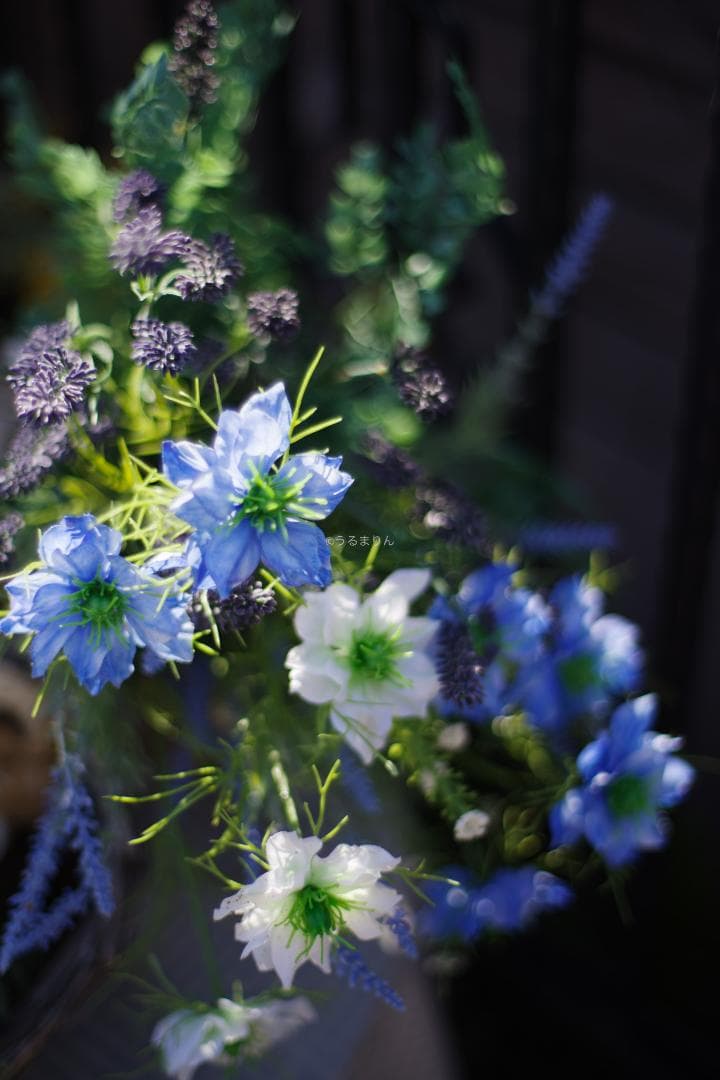 幻のZK！Classicプラナー最終モデルPlanar 50mm F1.4 ZK