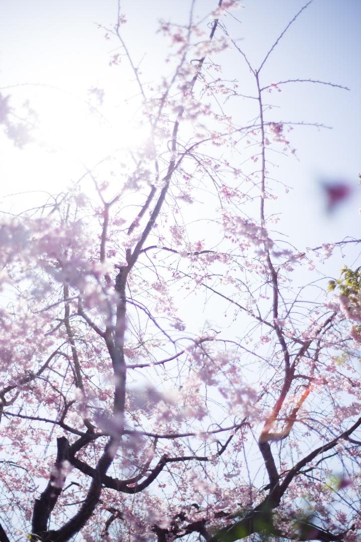 幻のZK！Classicプラナー最終モデルPlanar 50mm F1.4 ZK