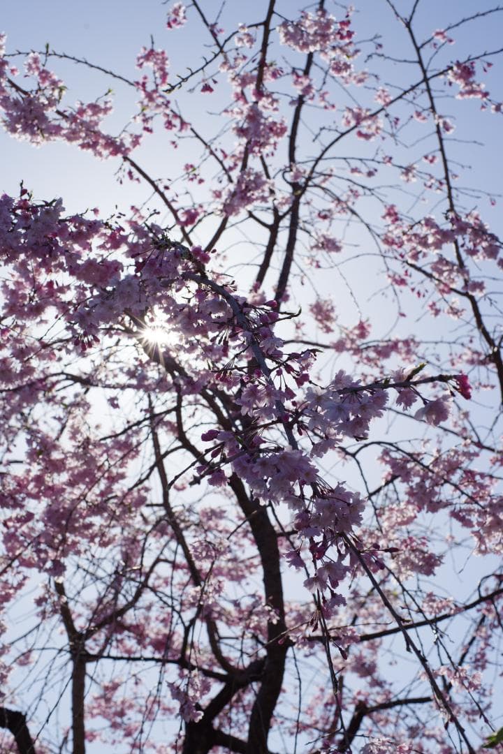 幻のZK！Classicプラナー最終モデルPlanar 50mm F1.4 ZK