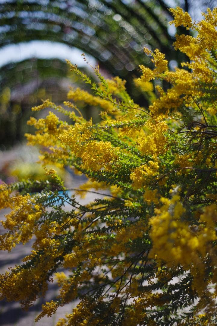 幻のZK！Classicプラナー最終モデルPlanar 50mm F1.4 ZK