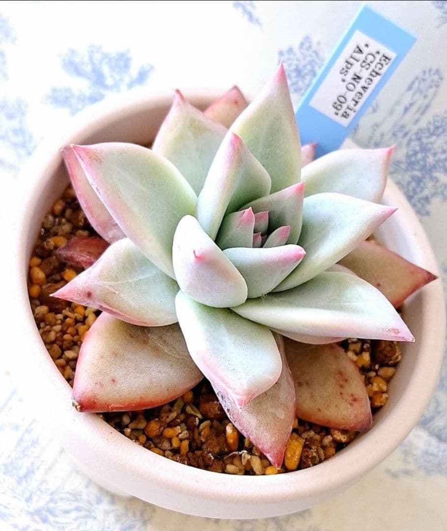 ꕤclara*様 リクエスト 4点 まとめ商品