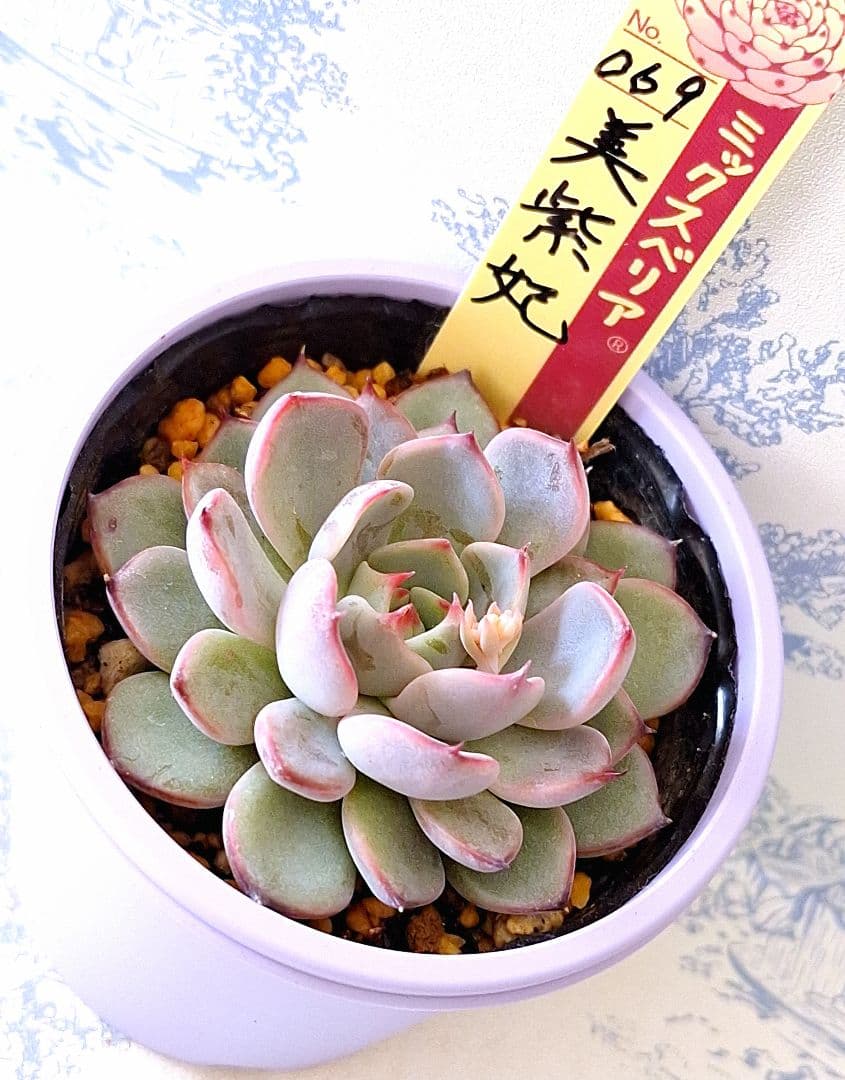 ꕤclara*様 リクエスト 4点 まとめ商品