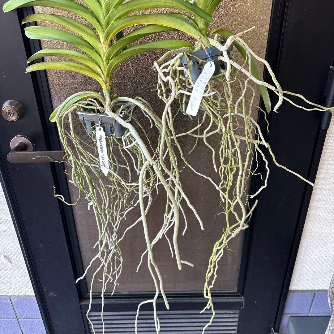 ぴ*け様 特大株　洋蘭　洋ラン　バンダ　2種セット　ピンク　ブルー