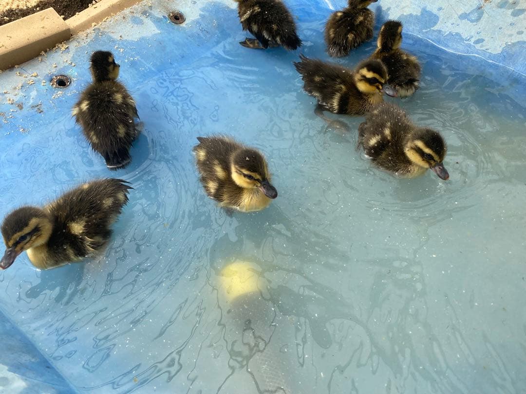 合鴨米 玄米(農薬・化学肥料不使用)コシヒカリ 10kg