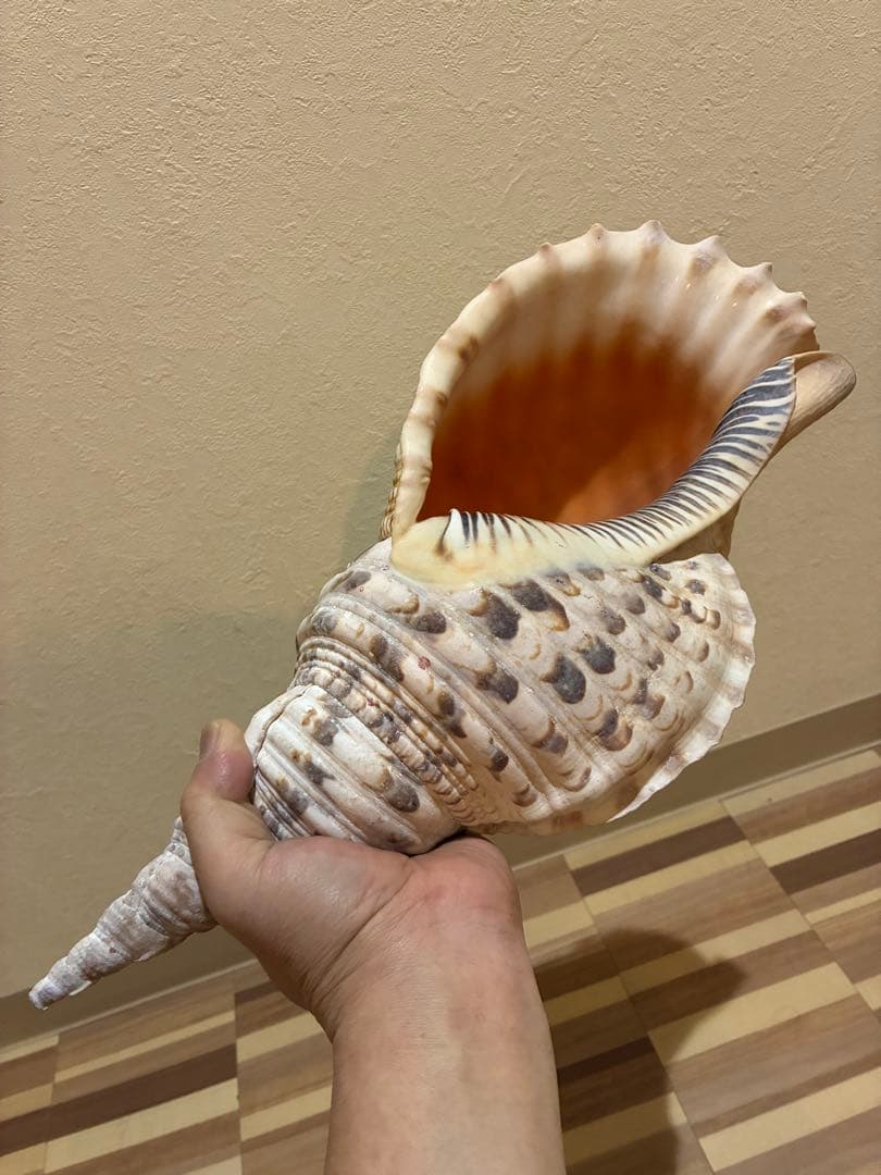 m*珠様 ★法螺貝　37.5cm ホラ貝★ 天然巻貝 置物