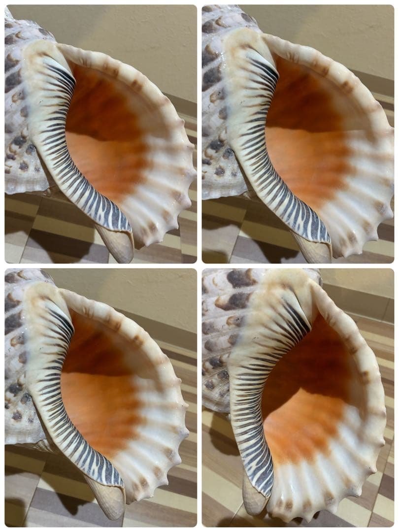 m*珠様 ★法螺貝　37.5cm ホラ貝★ 天然巻貝 置物