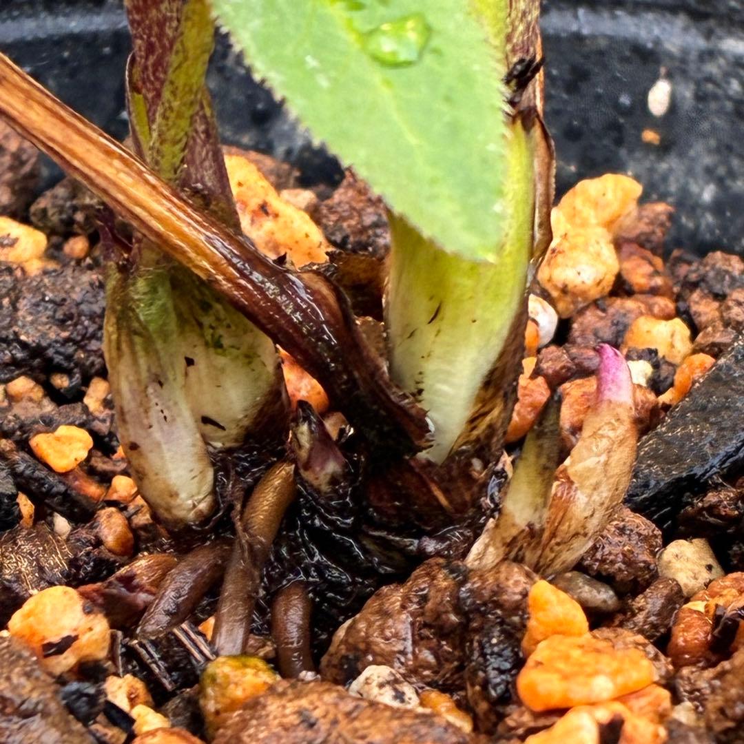 も*子様 3419 ☘️ラスト2☘️花、タグ付☘️⭐️ベビードール⭐️超小輪⭐️