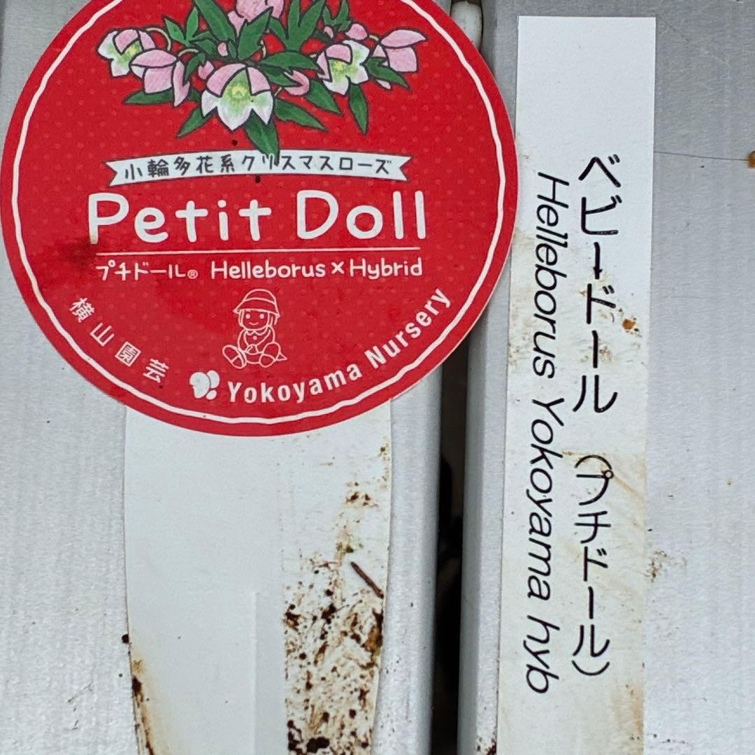 も*子様 3419 ☘️ラスト2☘️花、タグ付☘️⭐️ベビードール⭐️超小輪⭐️