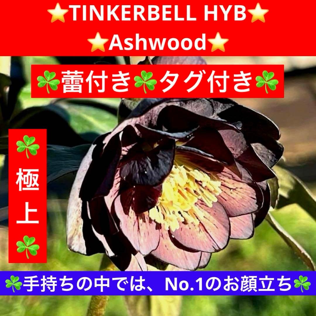 の*ん様 ☘️極上☘️蕾付き☘️タグ付き☘️3385⭐️TINKERBELL H