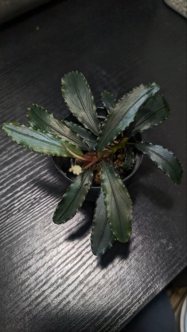 水草 Bucephalandra cv.\"AL-Hyb.018\"
