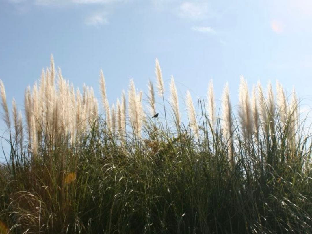 Nikon Ai-s nikkor 24mm f/2 （実写画像あり）