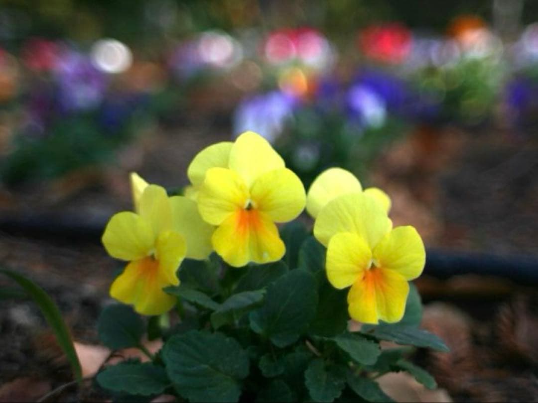 Nikon Ai-s nikkor 24mm f/2 （実写画像あり）