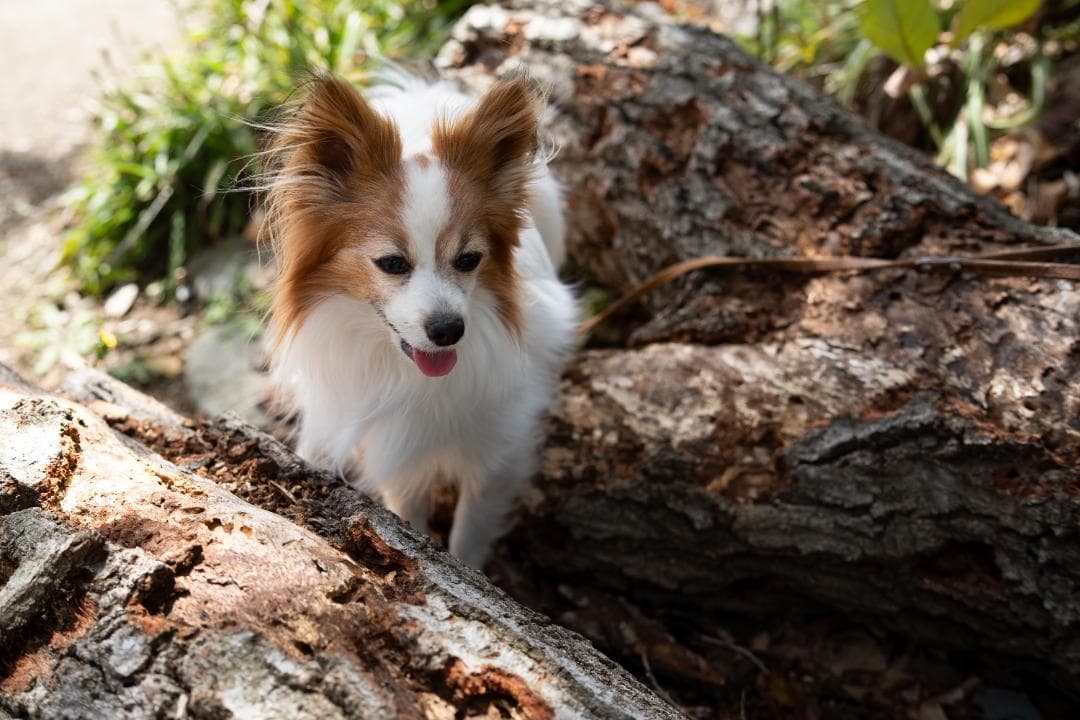 k*k様 AF 50mm F1.4 FE II