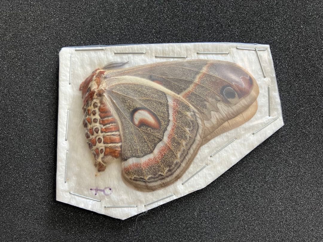 蛾 セクロピアサン ♀ 未展翅標本