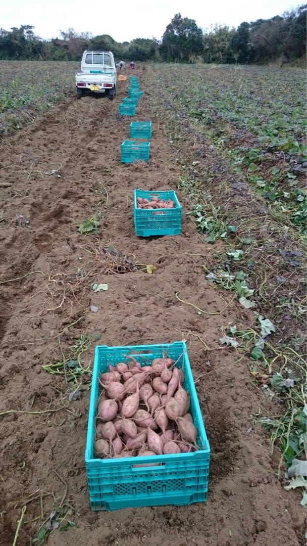 ひかる　種子島産安納芋（安納紅）MSサイズ20キロ