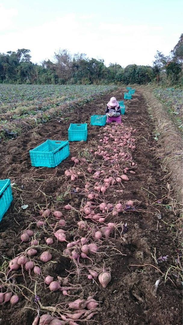 ひかる　種子島産安納芋（安納紅）MSサイズ20キロ