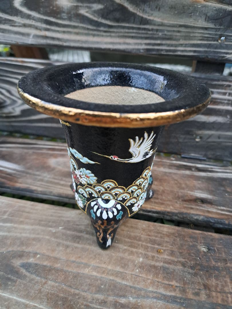 錦鉢　万年青　オモト　おもと　長生蘭　伝統園芸　植物　風蘭　富貴蘭　古典　着生蘭