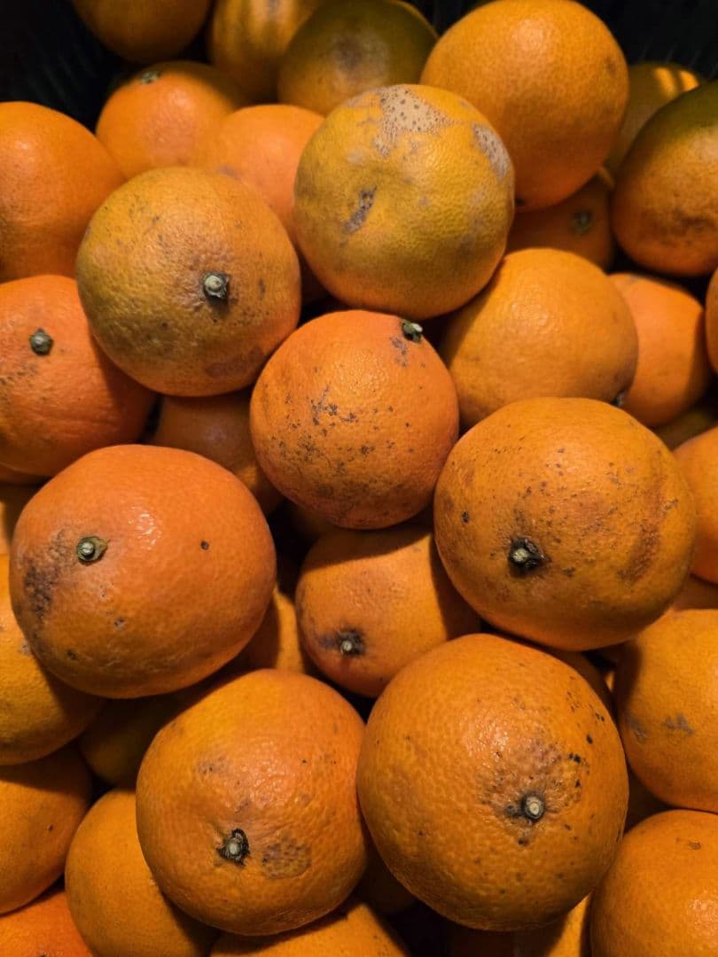 愛媛県産愛果28号(ミニマドンナちゃん)