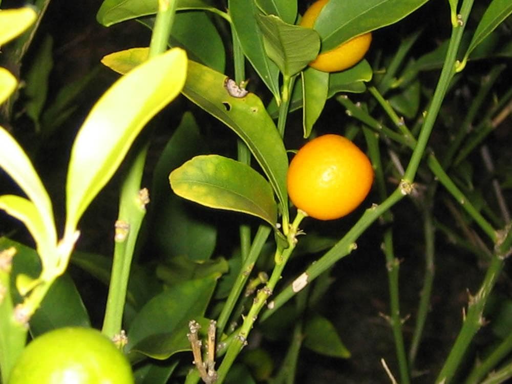 【動作確認済】Canon IXY DIGITAL L2 PC1108 スマホ転送