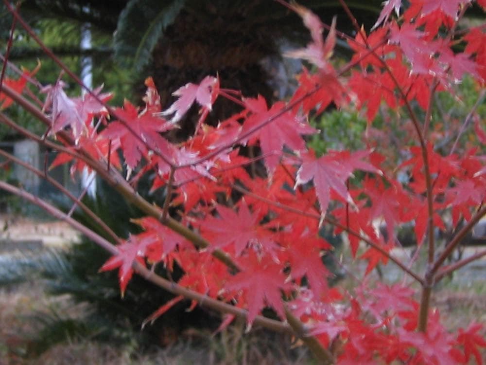 【動作確認済】Canon IXY DIGITAL L2 PC1108 スマホ転送