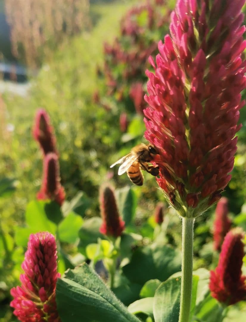 日本蜜蜂　はちみつ　非加熱　京都　京北産　　600g×3