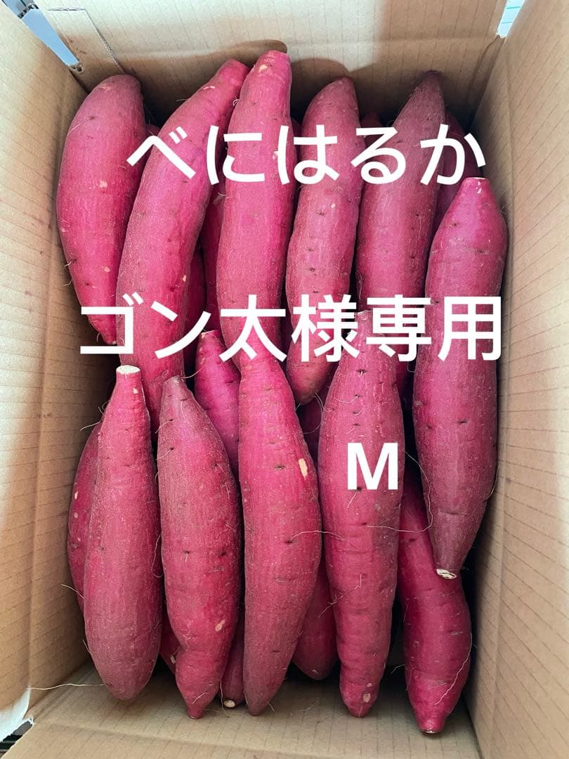 ゴン太 M 20キロ