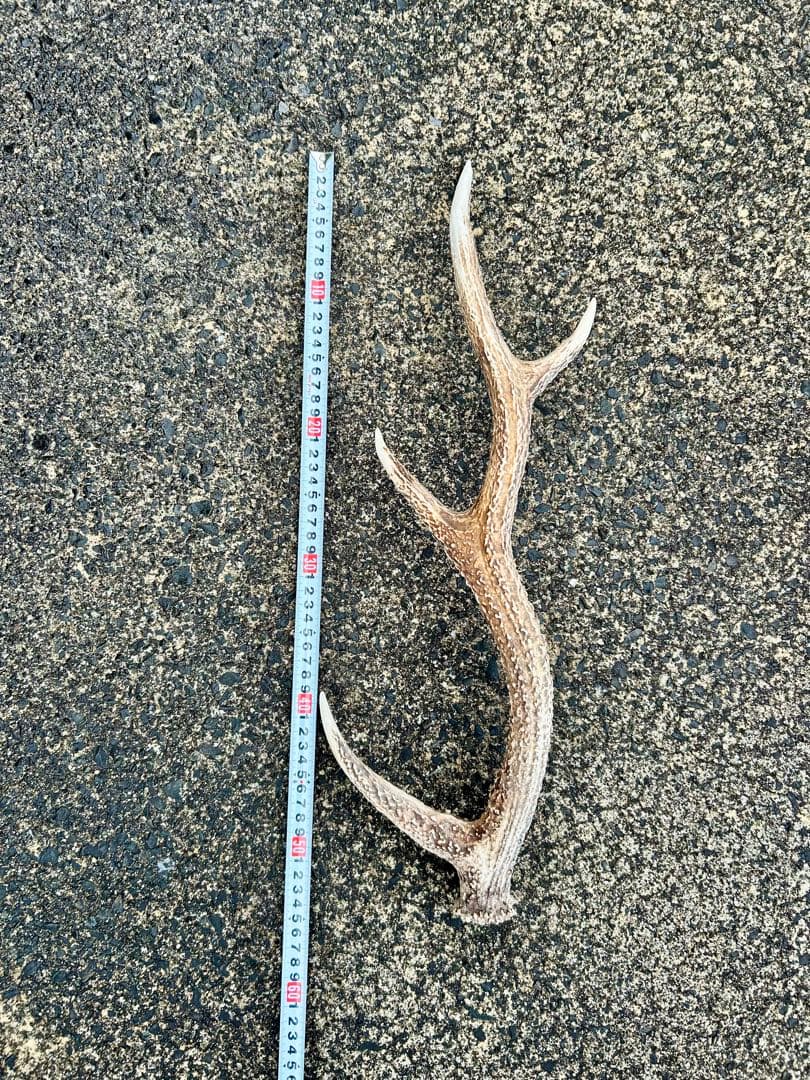 鹿の角 14本(1本ごとの長さあり)まとめ