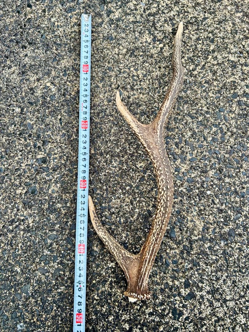 鹿の角 14本(1本ごとの長さあり)まとめ