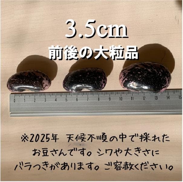 高原紫花豆 2kg 2025年産 長野県八ヶ岳麓産　自家製