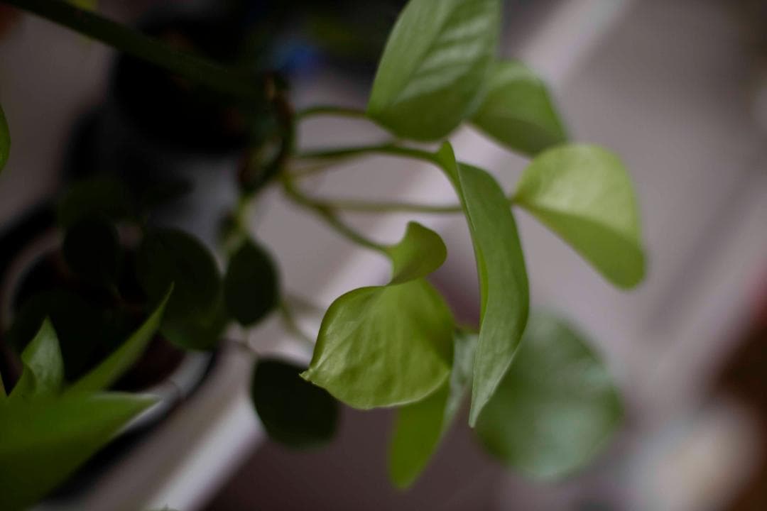 【美品】Canon New FD 50mm f/1.4 オールドレンズ