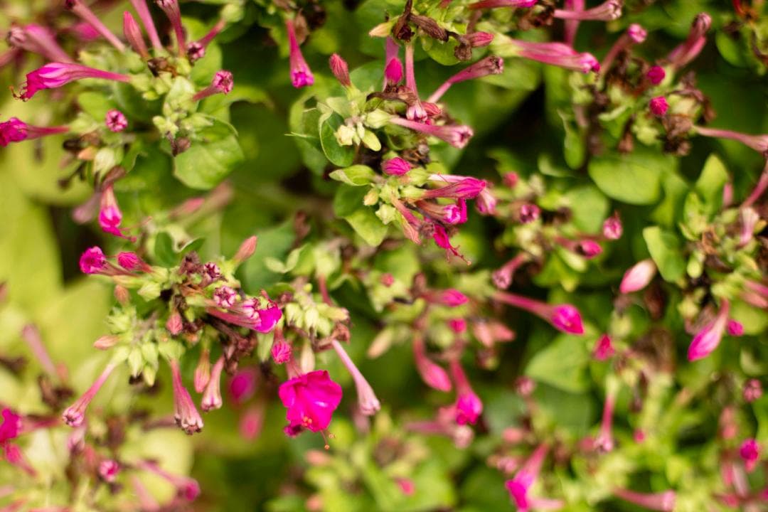 【美品】Canon New FD 50mm f/1.4 オールドレンズ