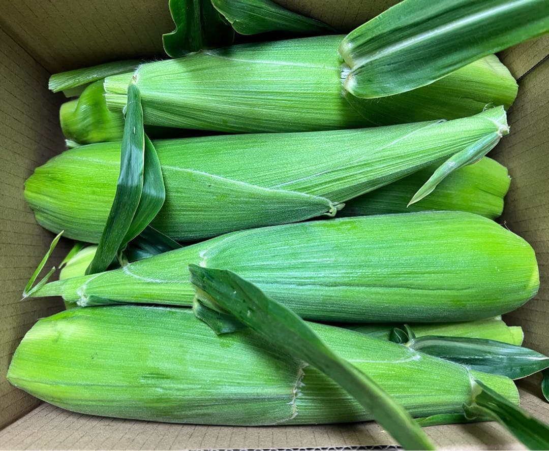 限定販売❣️粒が柔らかく甘いバイカラーとうもろこし（グラビス）皮つき40本