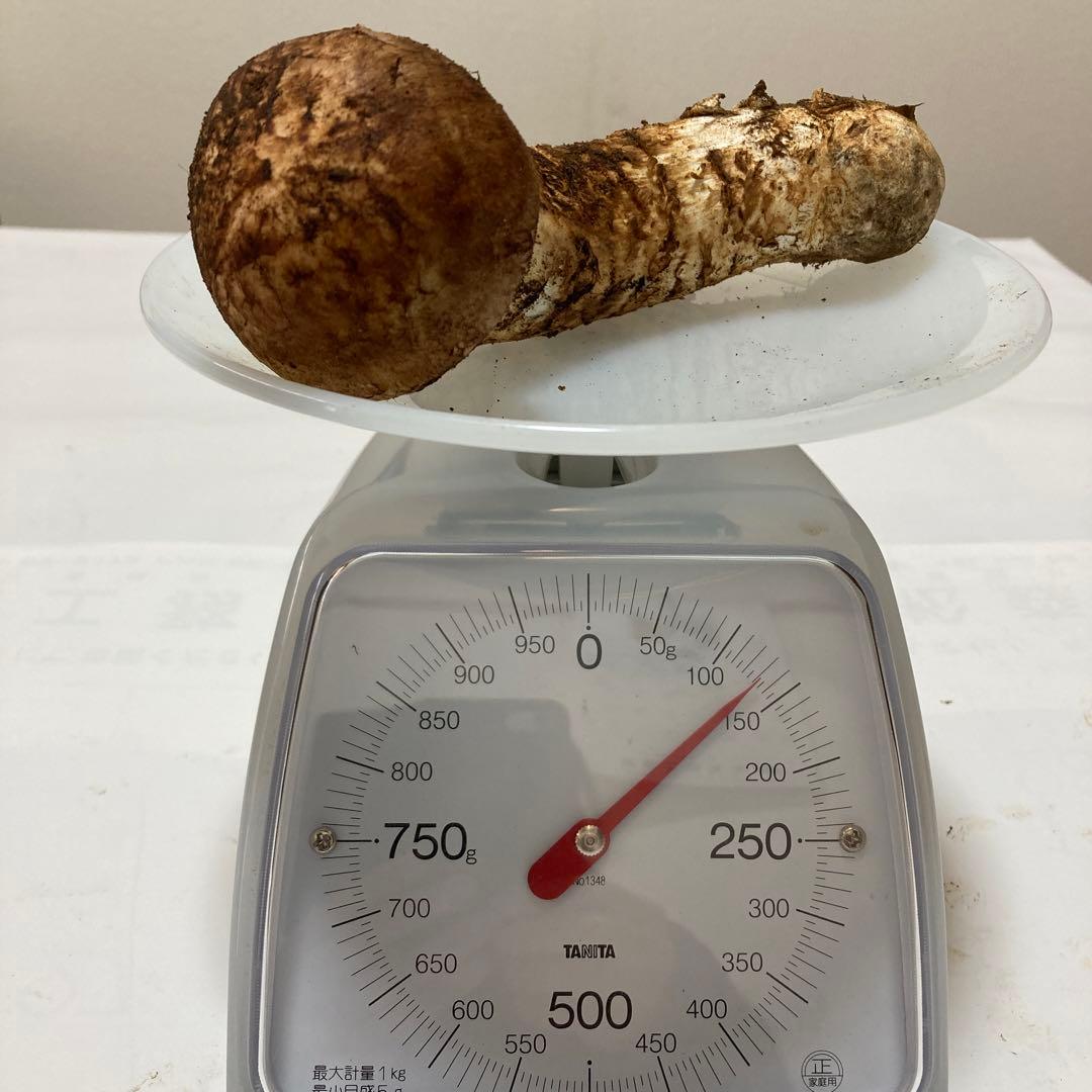 岩手県産　松茸　１本(130g)