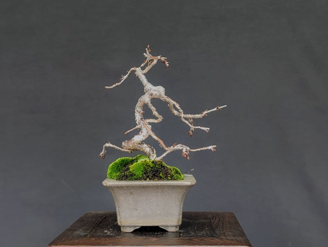 富士しだれ桜 サクラ ミニ盆栽 小品盆栽