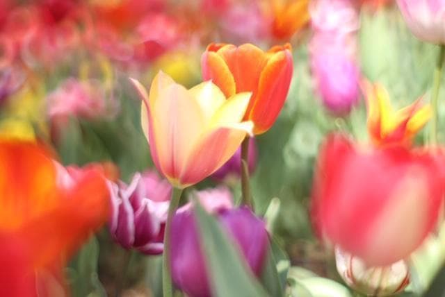 PENTAX SMC Takumar 55mm F1.8 宝石レンズ 改造レンズ