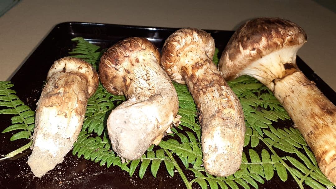 岩手県産松茸 10月11日昼取れ 松茸ご飯におすすめ(送料込み)冷蔵管理